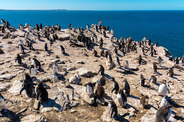 rock-hopper penguins colony in Falkland Islands