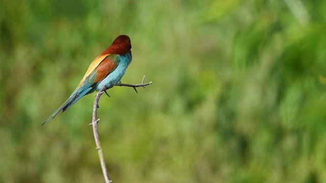 European bee-eater or Merops apiaster