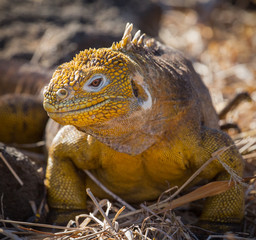 Obraz premium Galápagos Land Iguana (Conolophus subcristatus) - 8789