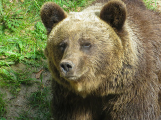 Fototapeta na wymiar Brown bear looking at you