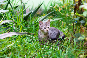Naklejka na ściany i meble Small spotted kitten in the garden