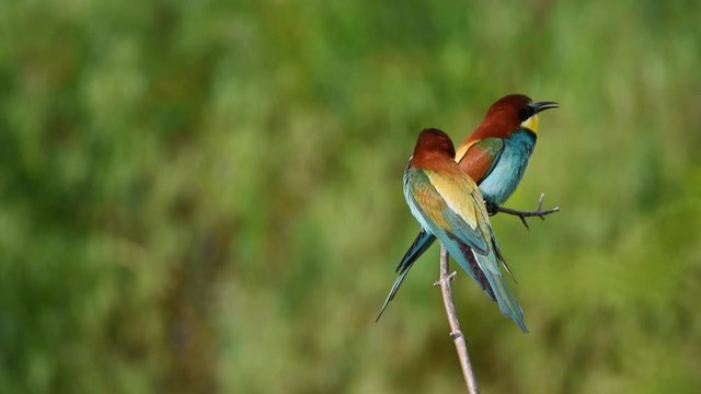 European bee-eater or Merops apiaster