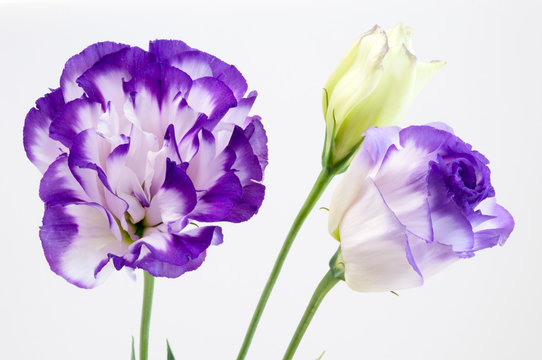 トルコキキョウ Images Browse 1 439 Stock Photos Vectors And Video Adobe Stock トルコキキョウ Images Browse 1 439 Stock Photos Vectors And Video Adobe Stock