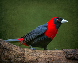 Crimson-Collared Tanager (Ramphocelus sanguinolentus) - Stylized Background - 9633
