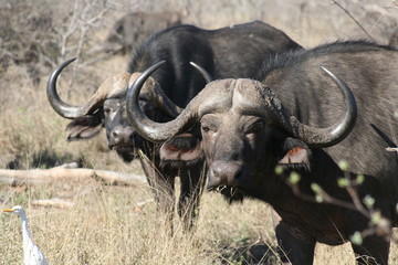 Obraz premium Cape Buffalo