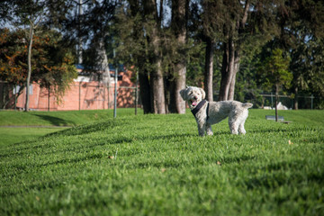 Perro blanco en el parque mirando hacia atrás 