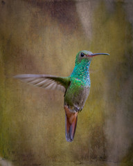 Fototapeta premium Rufous-Tailed Hummingbird (Amazilia tzacatl) - Stylized Background - 7165