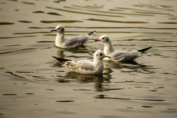 Naklejka na ściany i meble Group of three seagulls together
