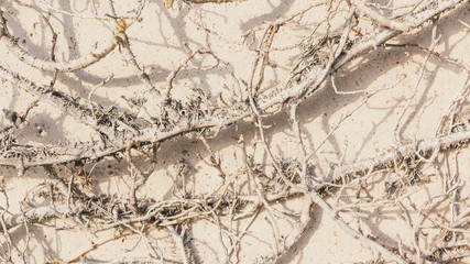 Dead vines pattern on stone wall background texture