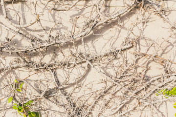 White stone wall with dead vines background texture