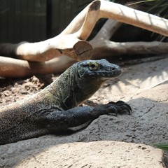 Komodo Dragon on Rock