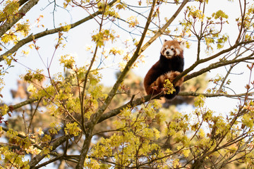 Red panda looking to the left
