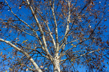 arbol