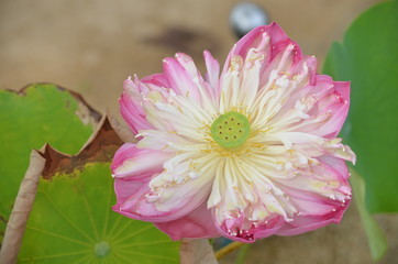 closeup lotus flower