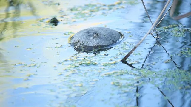 European pond turtle or Emys orbicularis