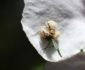 Little White Spider and Prey