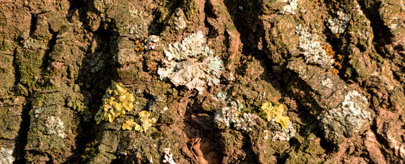 Detailed photo background of a tree bark with colorful lichens.