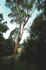 View of high tree with canopy in Cornwall park