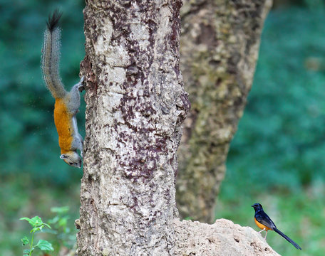 Grey-bellied Squirrel (Callosciurus caniceps) climbing and feeding on tree together with White-rumped Shama (Kittacincla malabarica), Kaeng Krachan National Park, Thailand