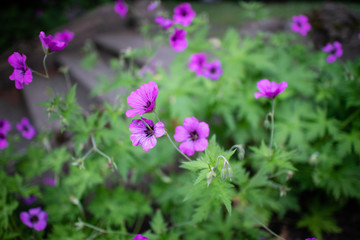 Fototapeta premium Purple flowers next to a stair
