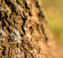 Detailed photo background of a tree bark with colorful lichens.