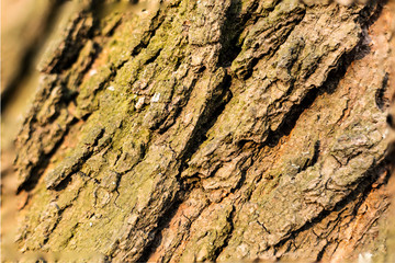 Detailed photo background of a tree bark.