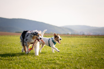 Parson Russell Terrier and Australian Shepherd playing