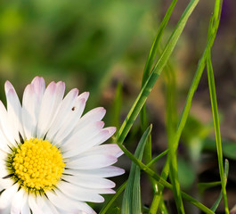 Bellis perennis, knwon as common daisy, lawn daisy or English daisy, blooming in the lawn on an early spring. © Anei