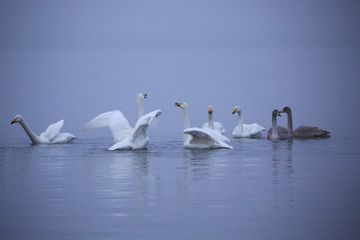 屈斜路湖の白鳥