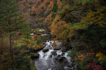 渓流と紅葉
