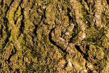 Detailed photo background of a tree bark with colorful lichens and green moss in early spring.