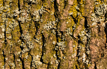 Detailed photo background of a tree bark with colorful lichens.
