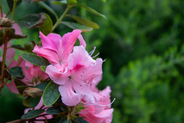 Close-up of some pink flowers