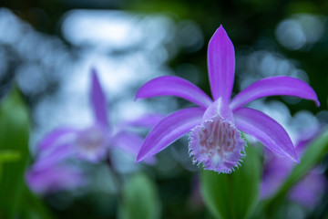 Close-up of some purple flowers