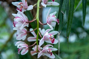 Exotic flower hanging down with white and red blossoms