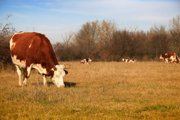 Cows on the farm field.