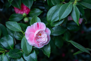 Close-up of a white and pink flower