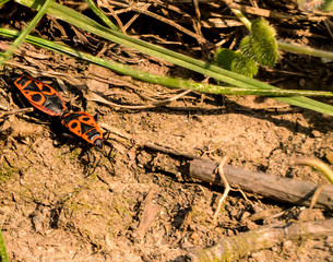 A firebug couple on a dry brown ground with grass leaves.
