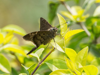 A specimen of moth on the leaves