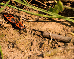 A firebug couple on a dry brown ground with grass leaves.