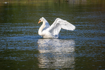 White swan spreading the wings