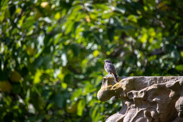 Bird on a stone above green leaves