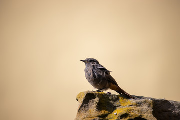 Bird on a stone looking up