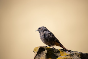 Bird on a stone looking down