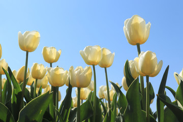 Tulips in a field