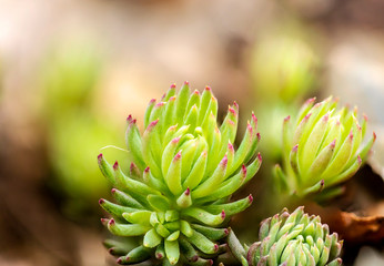 Fototapeta premium A detailed macro photo of a succulent plant in a garden