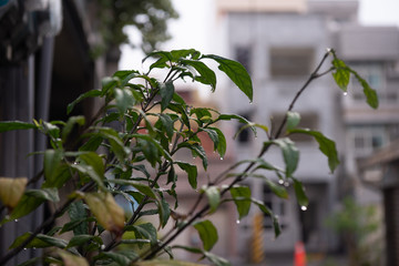 Cold rain drops in winter