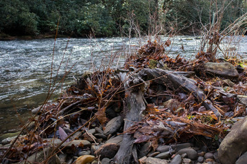 river in the forest