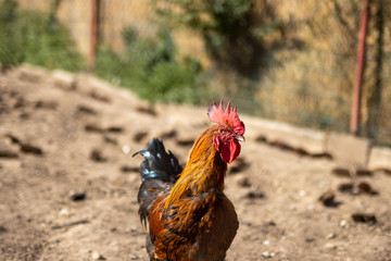 Rooster in a fenced area