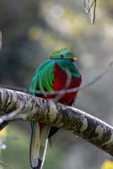 Quetzal on a branch facing right